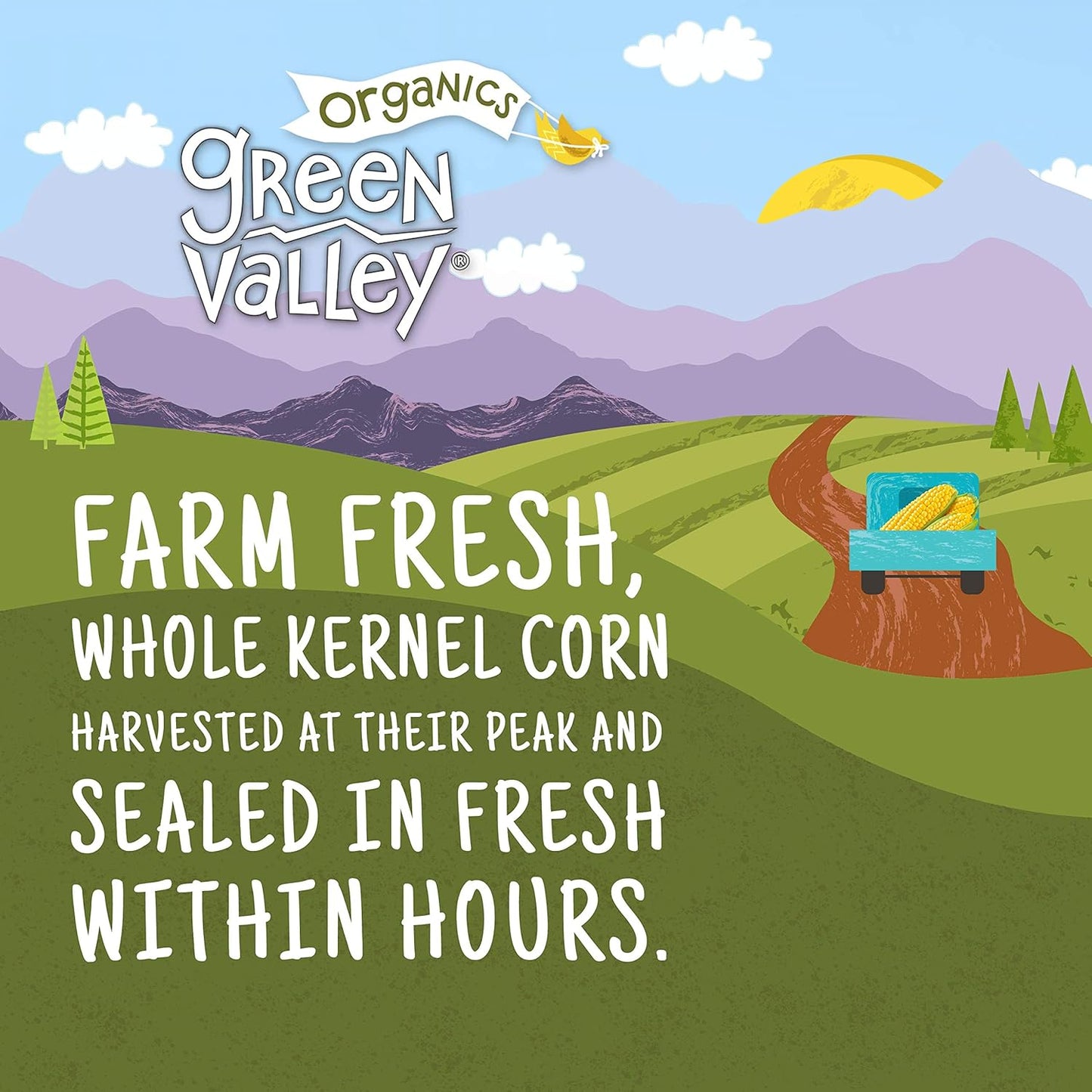 Green Valley Organics Whole Kernel Corn | Certified Organic | 100% Supersweet Variety Corn | 15 oz can (Pack of 4)